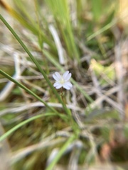 Epilobium oregonense