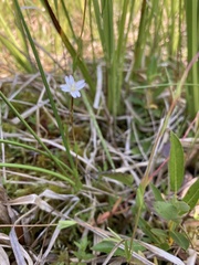 Epilobium oregonense