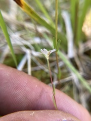 Epilobium oregonense