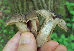 Sarcodon atroviridis