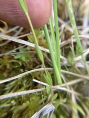 Epilobium oregonense