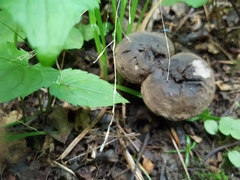 Sarcodon atroviridis