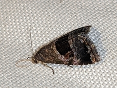 Tripudia rectangula