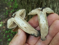 Sarcodon atroviridis