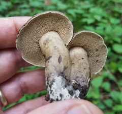 Sarcodon atroviridis