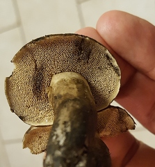 Sarcodon atroviridis