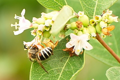 Dolichovespula albida