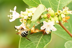 Dolichovespula albida