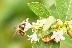 Dolichovespula albida