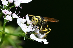 Philanthus crabroniformis