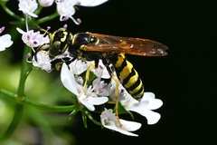 Philanthus crabroniformis