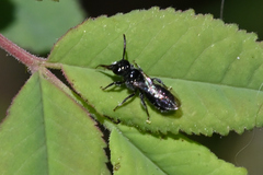 Ceratina acantha