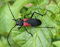 Purpuricenus humeralis