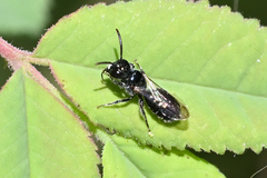 Ceratina acantha