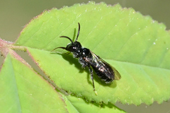 Ceratina acantha