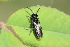 Ceratina acantha