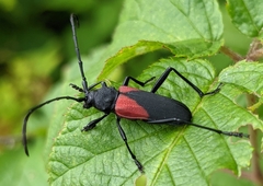 Purpuricenus humeralis