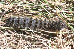 Hemileuca eglanterina