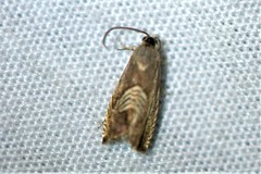 Grapholita tristrigana