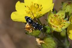 Stenodynerus blandus