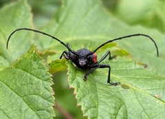 Purpuricenus humeralis