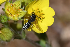 Stenodynerus blandus