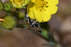 Stenodynerus blandus