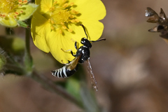 Stenodynerus blandus