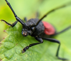 Purpuricenus humeralis