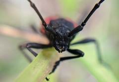 Purpuricenus humeralis