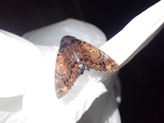 Arcte modesta