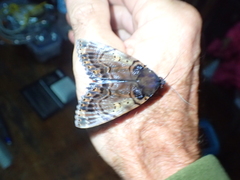 Arcte modesta