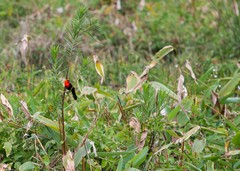 Amblyramphus holosericeus