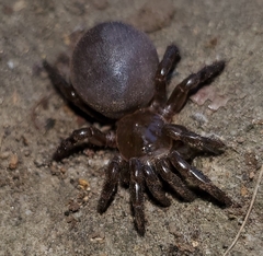 Hebestatis theveneti