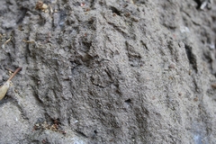 Hebestatis theveneti