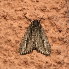 Carphoides incopriarius