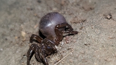 Hebestatis theveneti