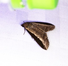 Lophoptera squammigera