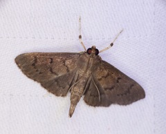 Omiodes tristrialis