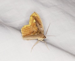 Pareumelea eugeniata