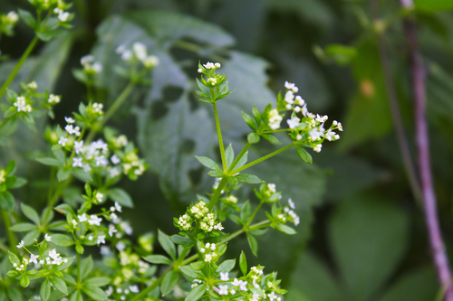 Galium asprellum