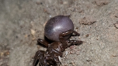 Hebestatis theveneti