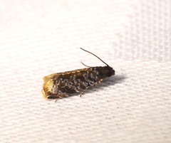 Pseudacroclita hapalaspis