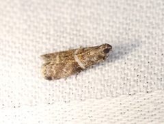 Sacculocornutia