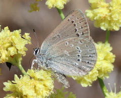 Satyrium semiluna