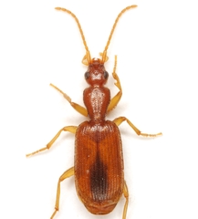 Pseudaptinus horni