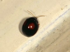 Argopistes coccinelliformis