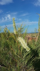 Grevillea pyramidalis