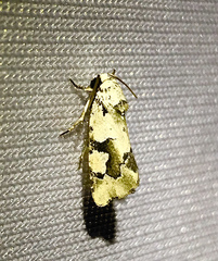 Emarginea percara
