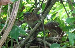 Notocitellus annulatus